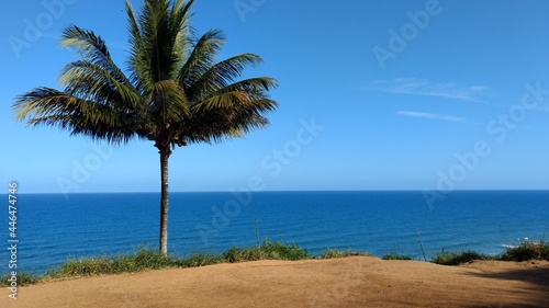 palm tree on the beach viewpoint and sea itacarezinho bahia brazil © Laerte