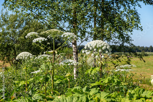 Sosnovsky hogweed in a green field. Touching plants can irritate and burn the skin photo
