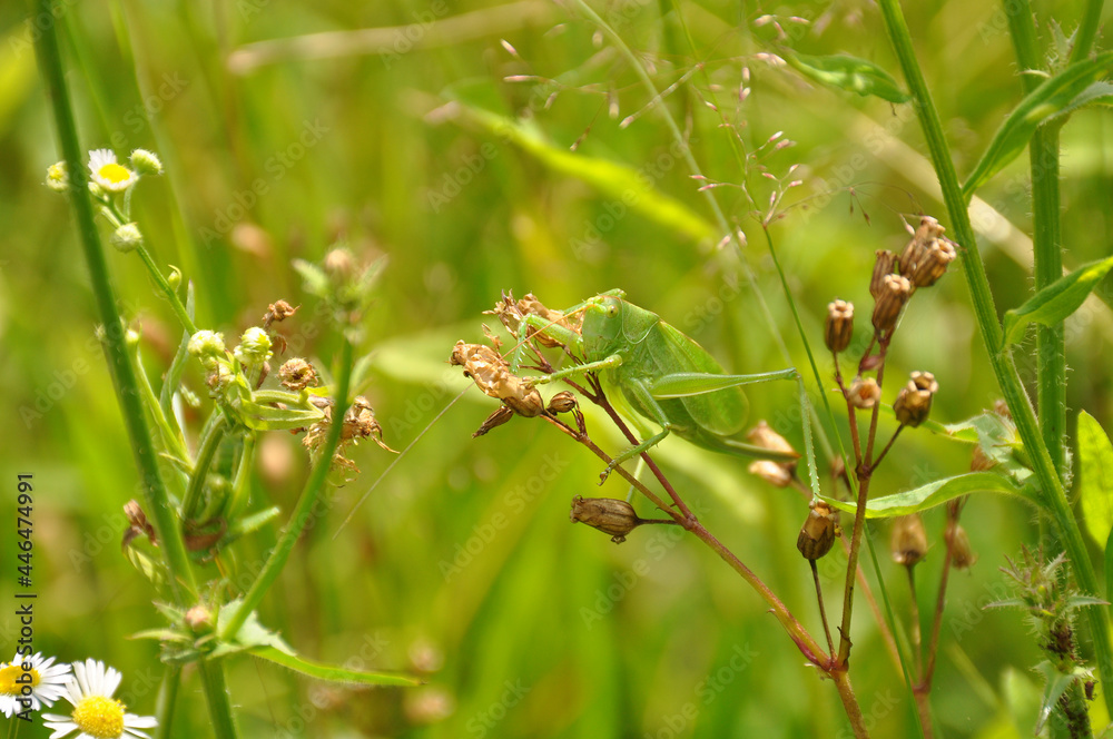 Green grasshopper lurked in grass. Fauna, flora, animals, macro, insects, large Green grasshopper lurked in grass. Fauna, flora, animals, macro, insects, large