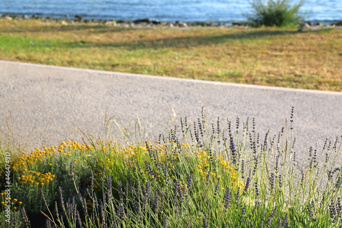 Lavender flowers grpwing on the promenade. Selective focus. photo