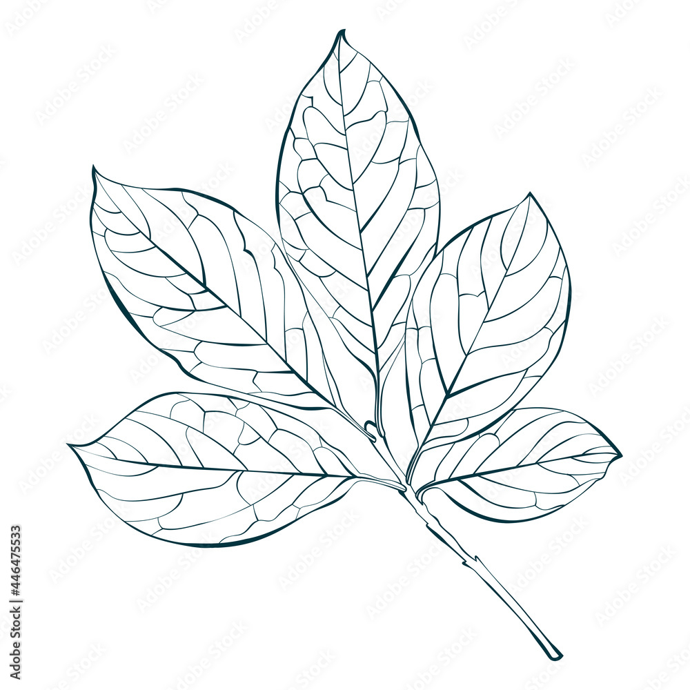 Botanical Hungarian lilac leaves outline isolated on white background. Simple cartoon flat style vector illustration. Botanical Hungarian lilac leaves outline isolated on white background. Simple cartoon flat style vector illustration.