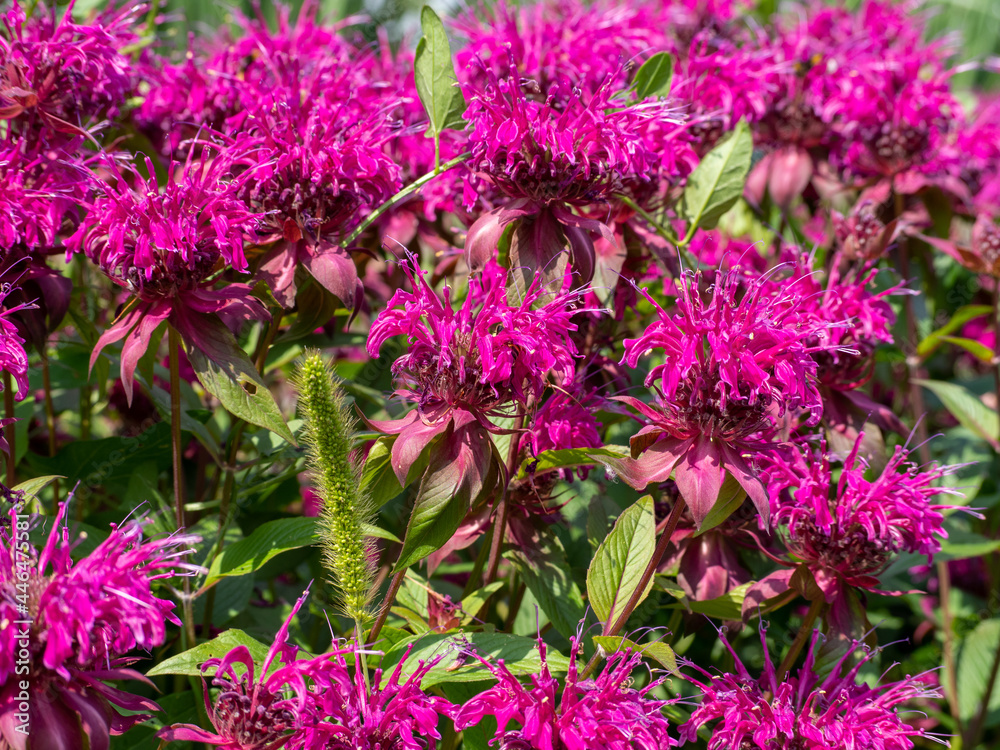 In summer in the garden red flowers in bloom monarda. In summer in the garden red flowers in bloom monarda.