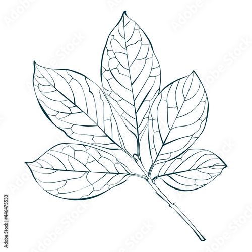 Botanical Hungarian lilac leaves outline isolated on white background. Simple cartoon flat style vector illustration.