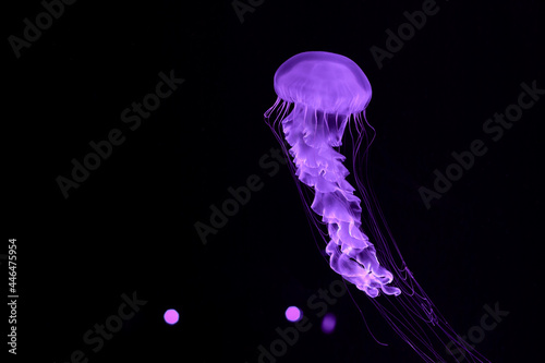 Bright purple jellyfish on a black background.