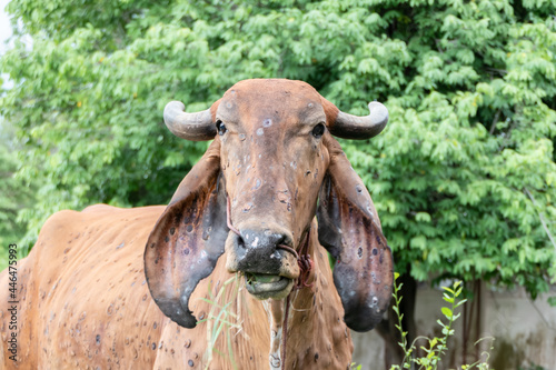 Cows infected with Lumpy Skin disease.