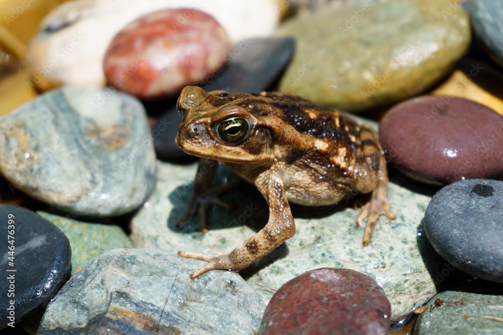 Obraz premium frog on the stone