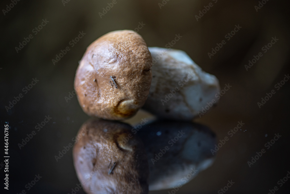 Fresh edible organic mushrooms in the studio, close-up.