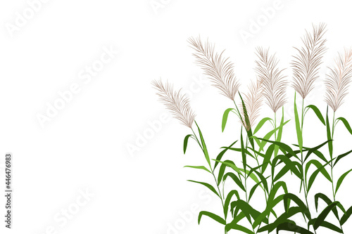 Cane silhouette on white background.Vector hand drawing sketch.