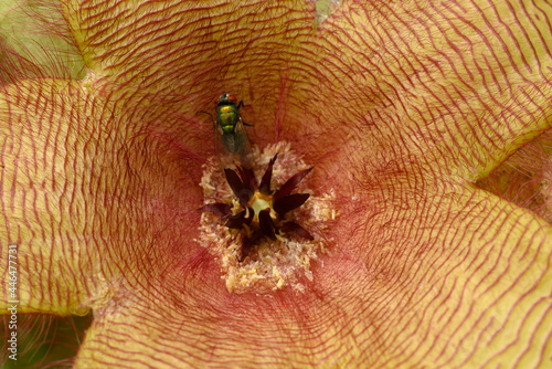 Photography Flower detail of Stapelia gigantea,  carrion plant with green flies laying eggs at its center