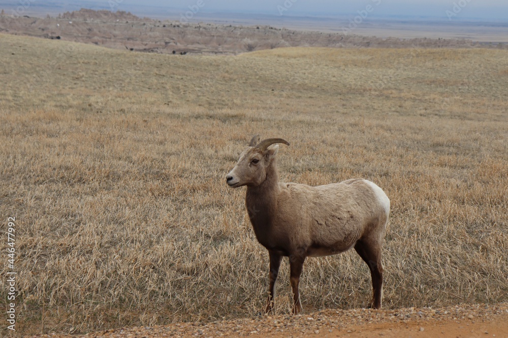 sheep South Dakota Wyoming badlands