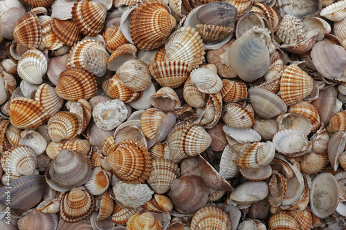 seashells collection summer background