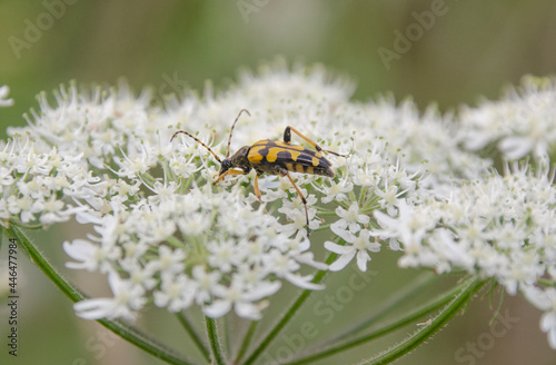 Ein schwarz-gelber Käfer © rebaixfotografie
