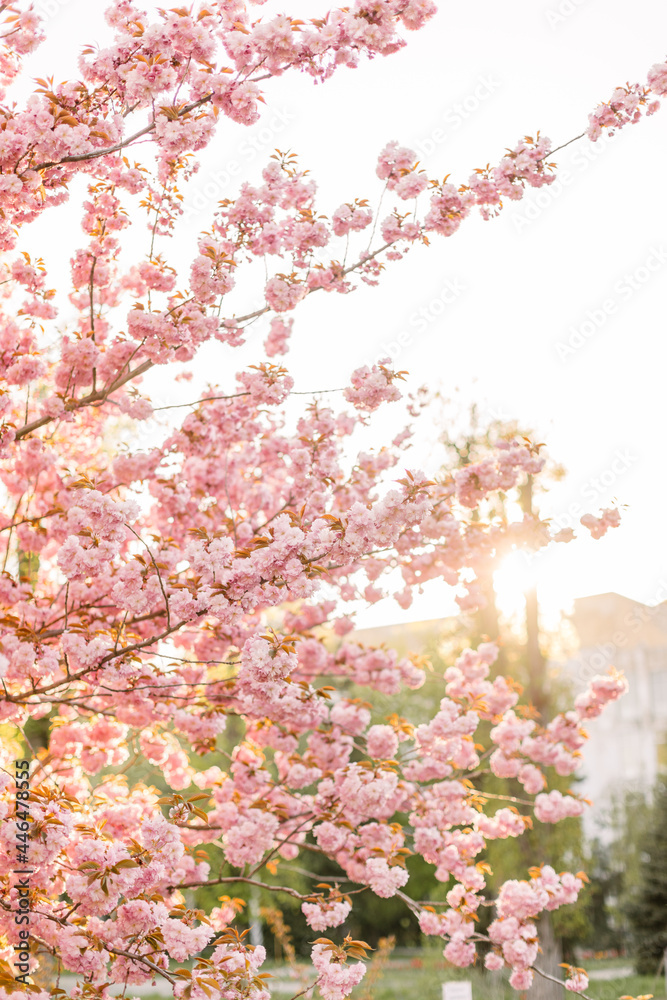 Obraz premium Chery blossom branch with pink flower background