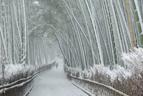 Bamboo forest in snow