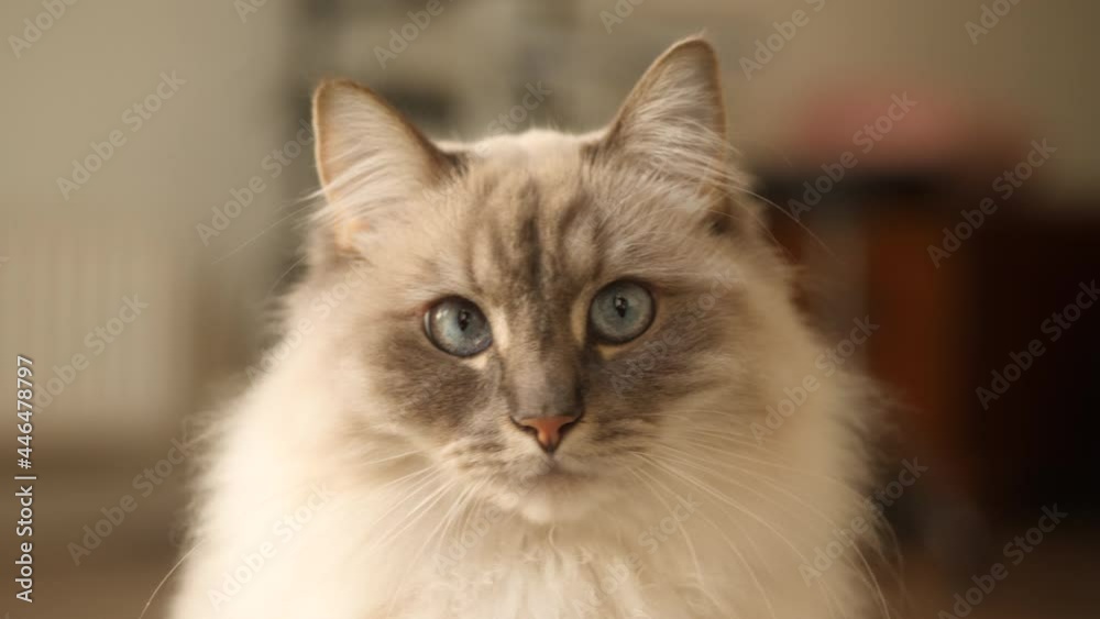 Pretty, white Norwegian longhair cat. Portrait. Pretty, white Norwegian longhair cat. Portrait.