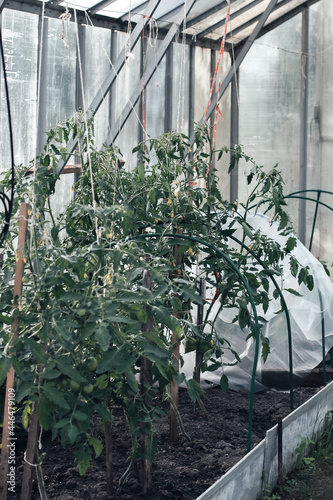 Tomatoes growing in greenhouse. Concept of home gardening and healthy food