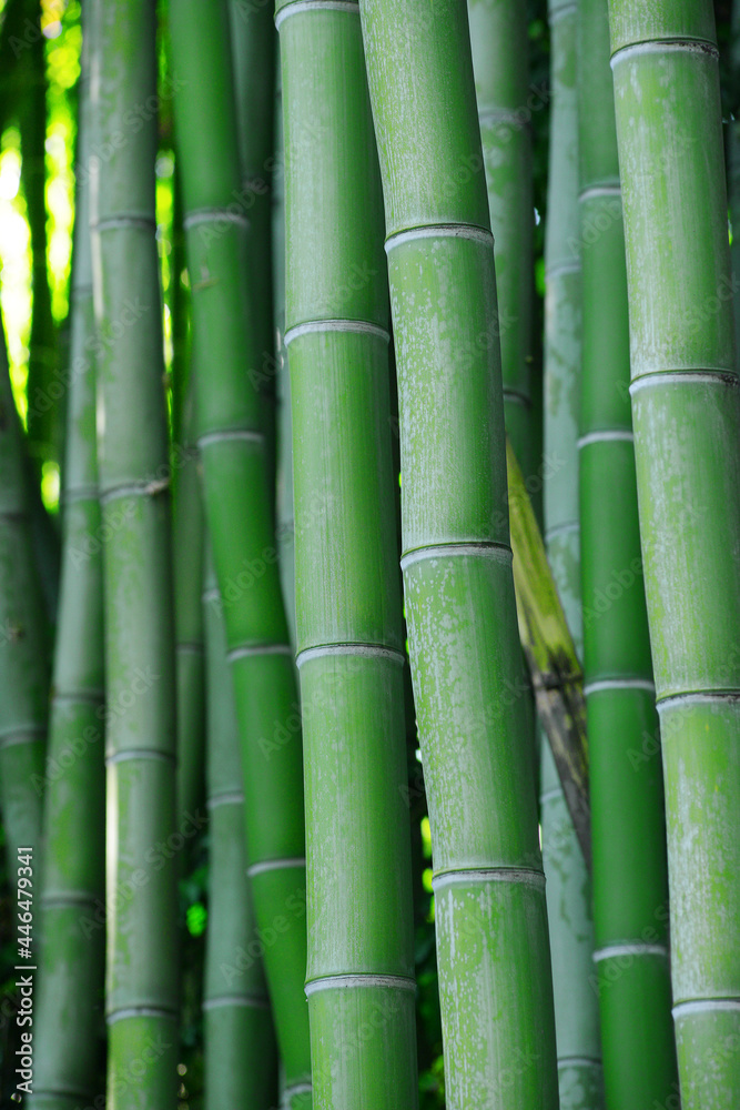 Fototapeta premium bamboo tree