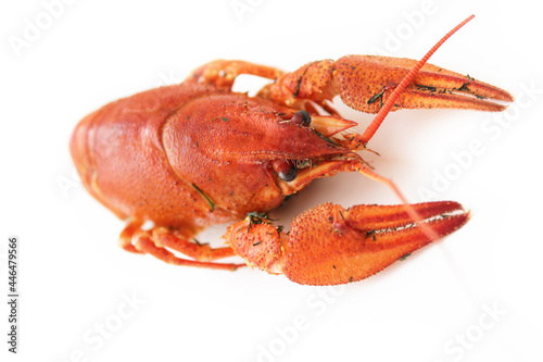 Cooked red crayfish. Delicacy, an ingredient for cooking. Photo for menu, background, design. 