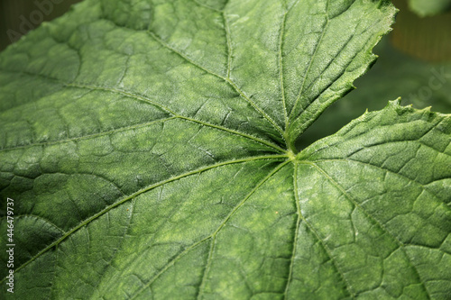 Green cucumber leaf