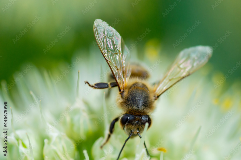 Honey Bee on Flower, Close Up Macro Honey Bee on Flower, Close Up Macro