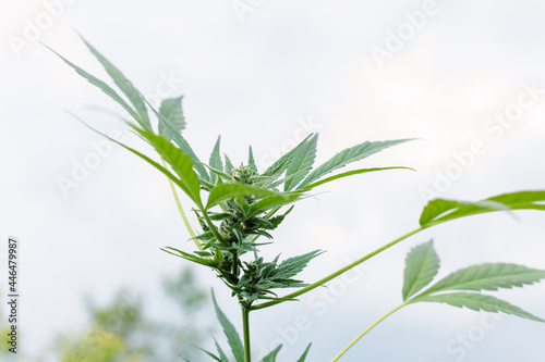 Cannabis plants growing at outdoor farms. Photo with the formula CBD (cannabidiol). Close-up. Concept of cannabis plantation for medical. © smishura