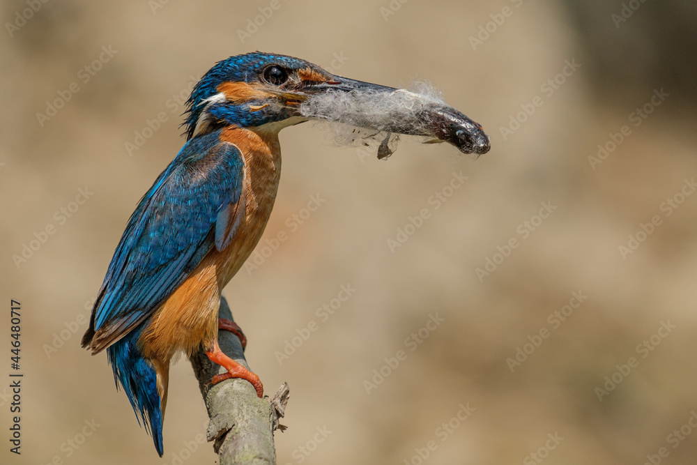 Common kingfisher in the Danube Delta, Romania Common kingfisher in the Danube Delta, Romania