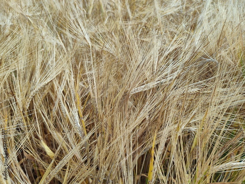 Ears of rye close-up. Photo taken during harvest. On a rye field in Belarus in the summer.
