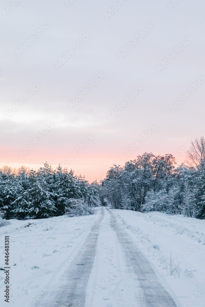 Scenic Sunset Snow-Covered Forest In Winter Season. Christmas Background.