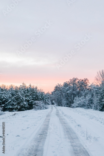Scenic Sunset Snow-Covered Forest In Winter Season. Christmas Background.