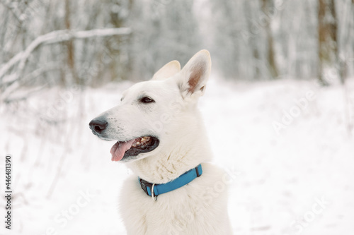 Young Woman and Man Playing With White Swiss Shepherd Dog