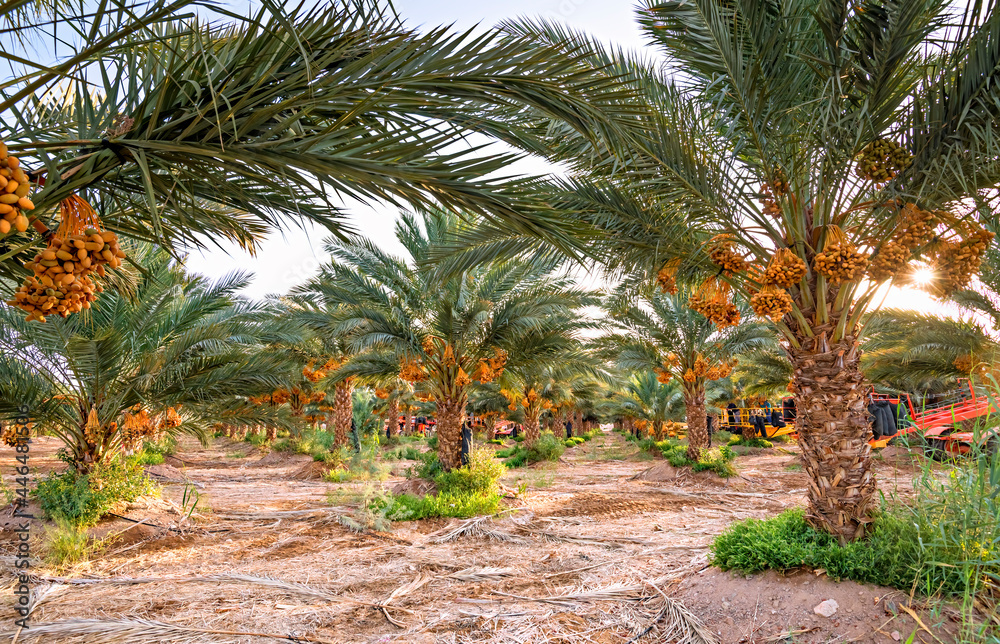 Palm tree plantation and bunches of ripening dates fruits, care plantation with special machines, desert agriculture industry in the Middle East Palm tree plantation and bunches of ripening dates fruits, care plantation with special machines, desert agriculture industry in the Middle East