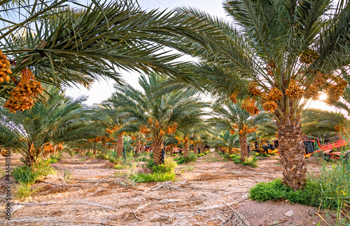 Palm tree plantation and bunches of ripening dates fruits   care plantation with special machines  desert agriculture industry in the Middle East