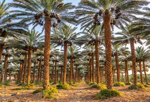 Plantation of ripening date palm, agriculture industry in the Middle East and Mediterranean regions. Palm tree and bunch of ripening dates fruit protected in plastic sacks 