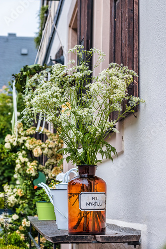 Giersch (Aegopodium podagraria) als Strauß in brauner Apothekerflasche auf Tisch vor dem Haus, Wildgemüse photo