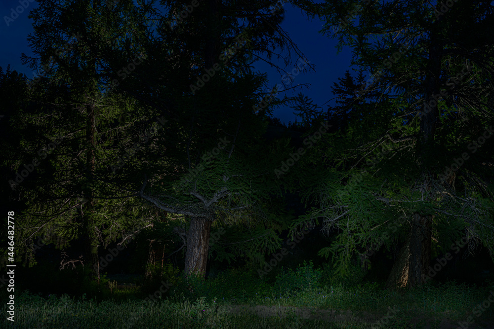 picturesque view of road among endless forest at night picturesque view of road among endless forest at night