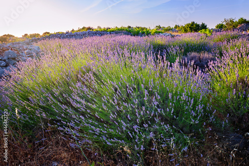 Canvas Print Lavender field on Hvar island in sunshine, Croatia