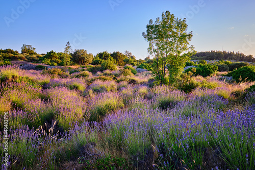 Lavender field on Hvar island at sunny day, Croatia