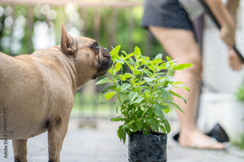 Cute domestic Bulldog sniffing potted plants in a backyard