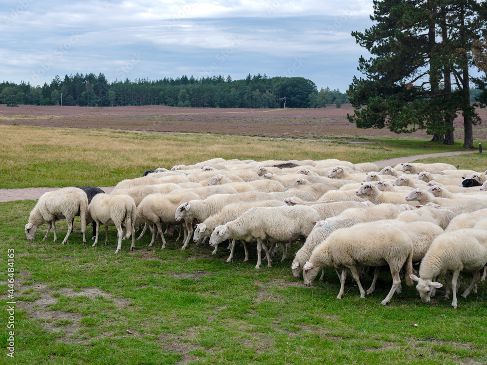 Obraz premium Sheep flock on the Renderklippen bij Heerde, Gelderland Province, The Netherlands