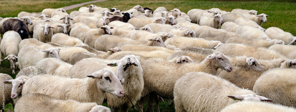 Sheep flock on the Renderklippen bij Heerde, Gelderland Province, The Netherlands Sheep flock on the Renderklippen bij Heerde, Gelderland Province, The Netherlands