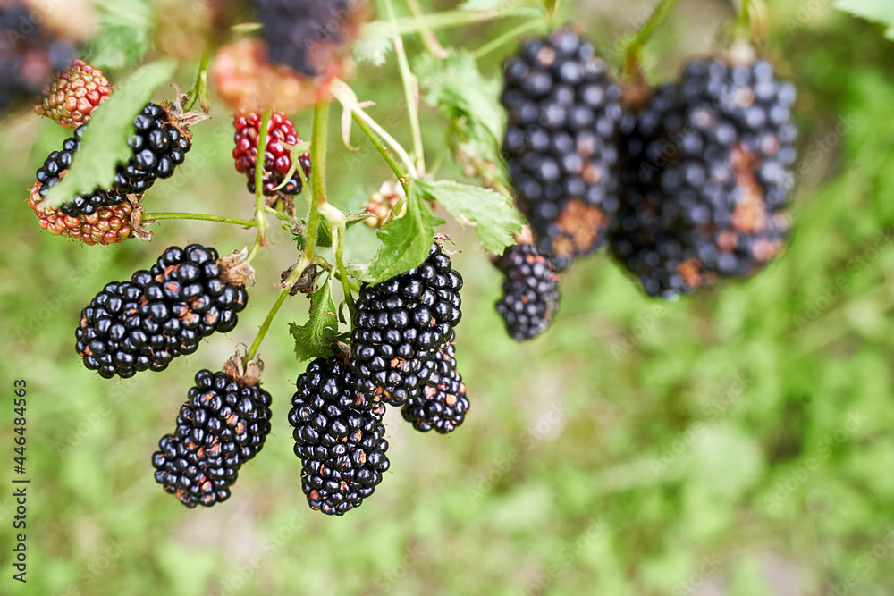 Many ripe organic blackberries growing on a bush in a summer garden