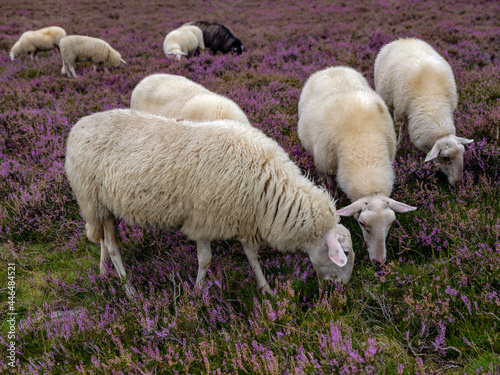 Sheep flock on the Renderklippen bij Heerde, Gelderland Province, The Netherlands photo