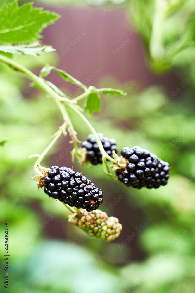 Many ripe organic blackberries growing on a bush in a summer garden