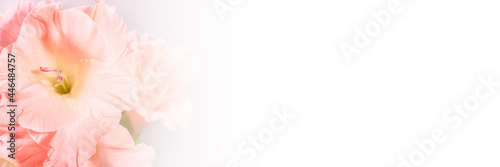 Soft pink gladiolus flower banner with copy space. Perfect backdrop for beauty ad.