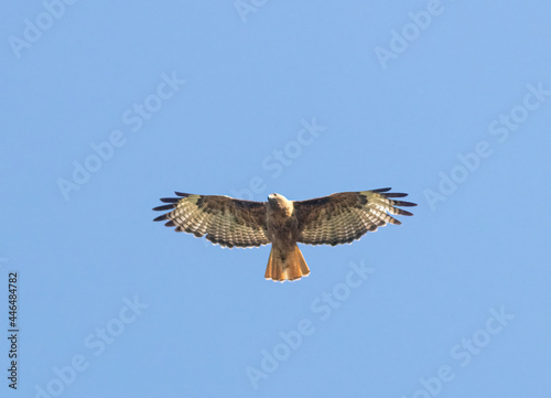 Red-Tailed Hawk in Flight © swkrullimaging