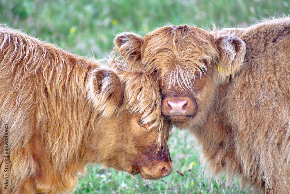 highland cow and calf - obrazy, fototapety, plakaty 