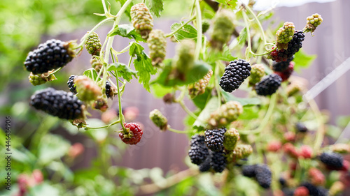 Many ripe organic blackberries growing on a bush in a summer garden