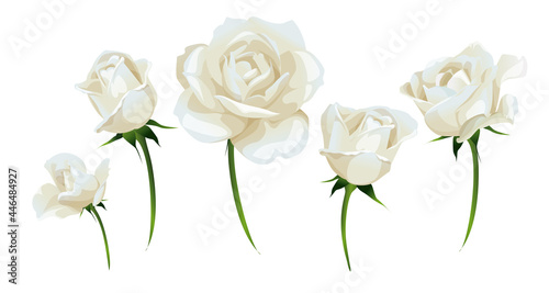 White roses and rosebud side-view isolated on white vector illustration. Naturalistic white flower set in vector. photo
