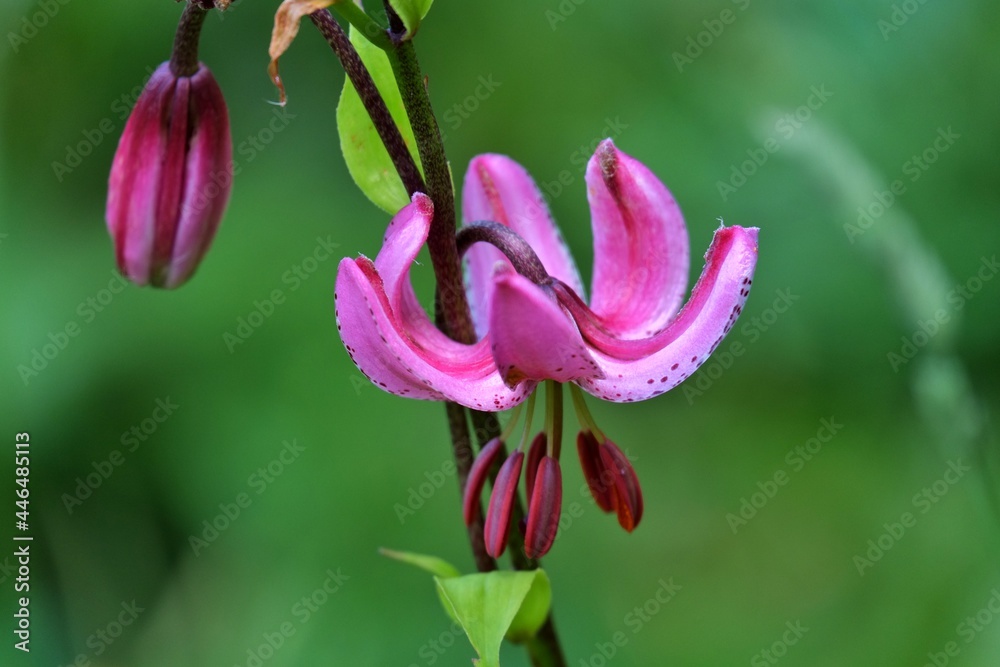 Obraz premium Fleurs: Lys martagon.