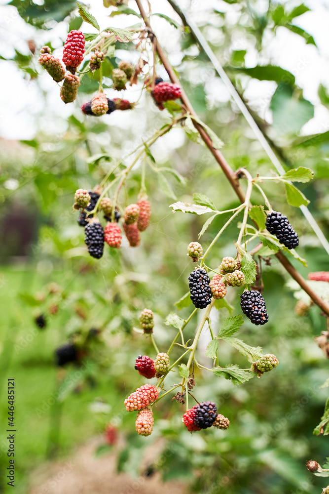 Many ripe and unripe organic blackberries growing on a bush in a summer garden